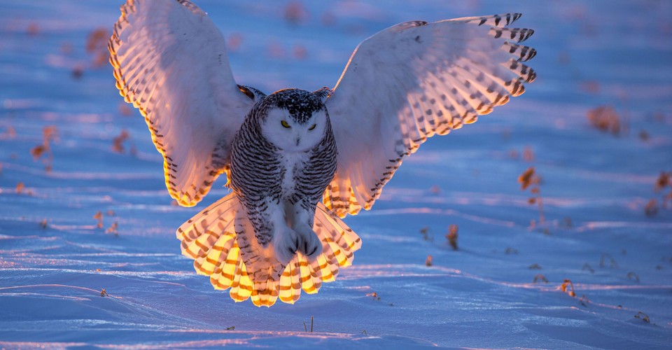 superb-owl-sunday-ix